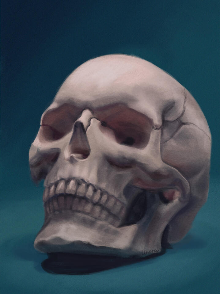 Skull study